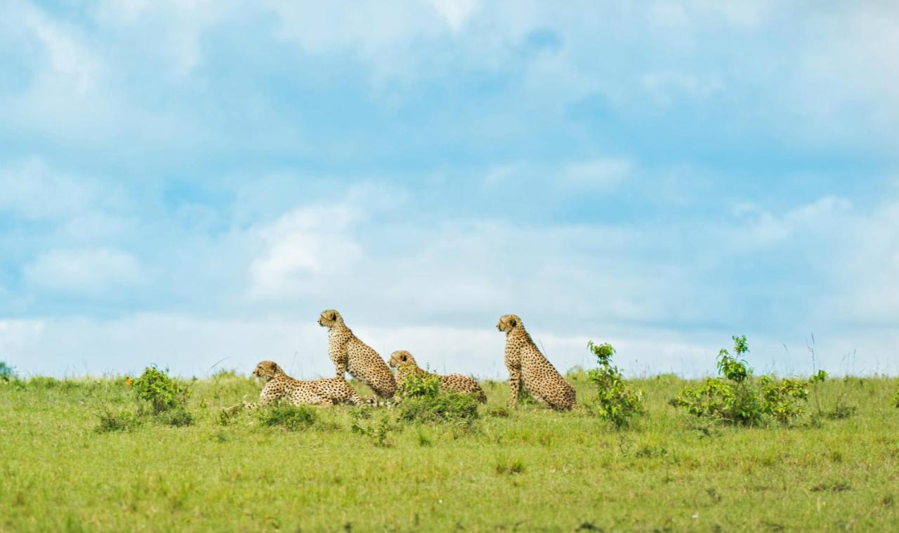 Saruni Eagle View Hotel Naboisho Luaran gambar